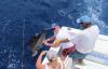 01_Sailfish_by_the_boat_.jpg