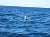 020911_SWIM_bouy.JPG