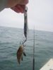 022311_Tiny_Sea_Bass_Big_Jig.JPG