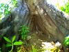 03_Weird_Tree.JPG