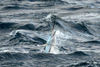 04-1361222568_lrg1.jpg
