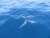 050511_AJs_fighting_over_bait.JPG