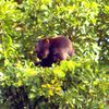 05_Howler_Monkey.JPG