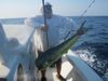 061311_Bull_Mahi3.JPG