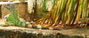 06_Iguana.JPG