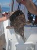 071311_toadfish.JPG