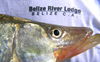 07_Snook_Head.JPG