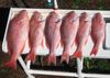 081018_50_lbs_Red_Snapper.jpg