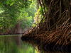 08_River_Roots.JPG