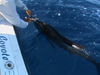 091011_Sailfish_2.JPG