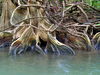 09_Fanned_Roots.JPG
