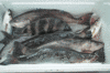 1-2-09-4.gif