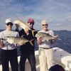 10-12_lb_Jack_Crevalle_in_Tampa_Florida-_Shallow_Point_Fishing_Charters_813-758-3406.jpg