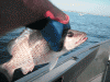 10-2-2.gif