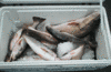 10-31-7.gif