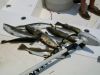 100_0036.JPG