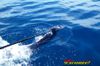 100_1157.jpg