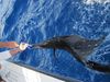 102210_sailfish_dehooking.JPG