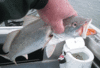 11-30-5.gif