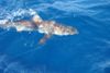 11-30-blacktip.jpg