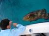 1122jewfish_picaasss_007.jpg