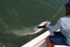 1_Tarpon_0111.JPG