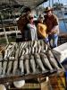 1_lake_texoma_striper_fishing_nov.jpg