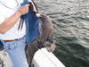 2010_Feb_23_Capt_Jim_Pelican_Rescue_1.jpg