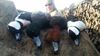 20151218_0754311.jpeg