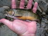 2267BROOKIE181603.jpg