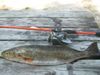 22_inch_4Lb_trout.jpg