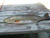 22_inch_4Lb_trout_3.jpg