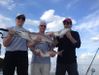 25-26_Inch_Redfish_Tampa_Florida_-_Shallow_Point_Fishing_Charters_813-758-3406_Today.jpg