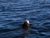 2_Sea_otter_Ukee_1_1200.jpg