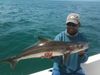 2cobia.jpg