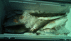 3-15-6.gif