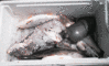 3-28-08-2.gif