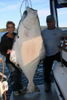 333x500-huge-halibut.JPG