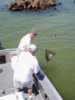 4-4-4_aloft_photo.GIF