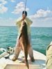 4-5-12_cobia_pic_2.jpg