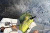40_lb_dolphin.jpg