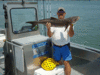 5-11-Cobia.gif