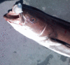 5-11-Cobia4.gif