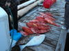 500x375-red-snapper-and-halibut.JPG
