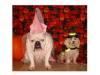 549Halloween_card2.jpg