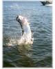 5tarpon.jpg