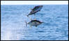 5yfintuna.jpg