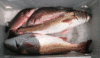 6-11-8.gif