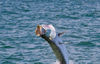 6-12-fishing-_4-of-14_.jpg
