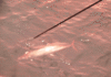 6-19-5.gif